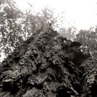 Black & White - Redwoods I