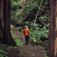 Color - Redwoods II